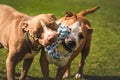 Two dogs amstaff terrier playing tog of war outside. Young and old dog fun in backyard