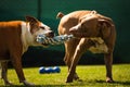 Two dogs amstaff terrier playing tog of war outside. Young and old dog fun in backyard Royalty Free Stock Photo