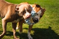 Two dogs amstaff terrier playing tog of war outside. Young and old dog fun in backyard