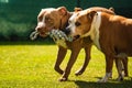 Two dogs amstaff terrier playing tog of war outside. Young and old dog fun in backyard