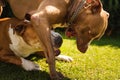 Two dogs amstaff terriers playing on grass outside. Young and old dog fun in backyard Royalty Free Stock Photo