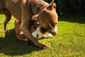 Two dogs amstaff terriers playing on grass outside. Young and old dog fun in backyard Royalty Free Stock Photo