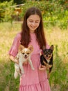 Two dogs in the arms of a teenage girl. black and white chihuahua Royalty Free Stock Photo