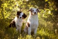 Two dogs, Australian Shepherd sitting in front of a flowering bush