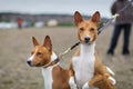 Two dogs basenji on a leash dogs. Portrait Royalty Free Stock Photo