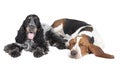 Two dogs (Basset hound and English Cocker Spaniel)