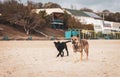 Two dogs on the beach. Pet concept. Domestic animals concept. Cute puppy and dog on the sand. Animal friendship concept. Royalty Free Stock Photo