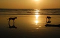 Two Dogs On The Beach At Sunset Royalty Free Stock Photo