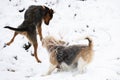 two dogs, beagle and black bodeguero, playing jumping and running in the snow in winter time. happiness and family Royalty Free Stock Photo