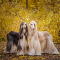 Two dogs, beautiful Afghan greyhounds, full-length