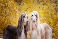 Two dogs, beautiful Afghan greyhounds, portrait