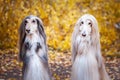 Two dogs, beautiful Afghan greyhounds, portrait,