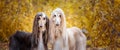 Two dogs, beautiful Afghan greyhounds