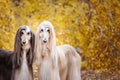 Two dogs, beautiful Afghan greyhounds,