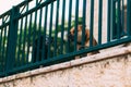 Two dogs behind the fence, guard a section of the house, bark at passers-by.