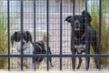 Two dogs are behind fence with mesh Royalty Free Stock Photo