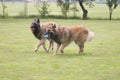 Two dogs, Belgian Shepherd Tervuren, playing with balls Royalty Free Stock Photo