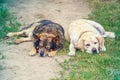 Two dogs lying together on the dirt road