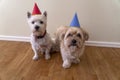 Two dogs birthday party