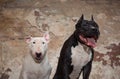 Two dogs: black american pit bull and white bull terier seatting over scraped wall background