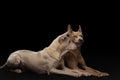 Two dogs on a black background. Thai ridgeback puppy and adult dog