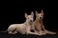 Two dogs on a black background. Thai ridgeback puppy and adult dog