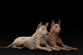 Two dogs on a black background. Thai ridgeback puppy and adult dog