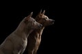 Two dogs on a black background. Thai ridgeback puppy and adult dog