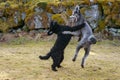 Two dogs playing violently outdoors in springtime 1