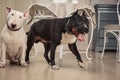 Two dogs. Black pit bull or staphorshire terrier and white bulterrier are in the vintage interior Royalty Free Stock Photo