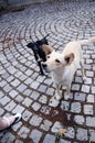 Two dogs, black and white on cobblestone street looking at woman, part of woman`s leg and curious dogs outdoor