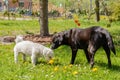 Two dogs black and white in the garden Royalty Free Stock Photo