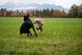 Two dogs, black and white, playing in a meadow Royalty Free Stock Photo