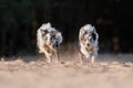 Two dogs border collie running on sand Royalty Free Stock Photo