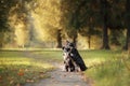 Two dogs border collie sitting on the footpath