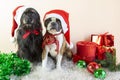 Two dogs Boston Terrier e Little Schnauzer in Santa Claus hats sit next to gifts, balls ,artificial snow. Merry Christmas Royalty Free Stock Photo