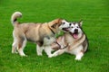 Two dogs breed Alaskan Malamute