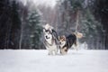 Two dogs breed Alaskan Malamute walking in winter Royalty Free Stock Photo