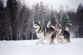 Two dogs breed Alaskan Malamute walking in winter Royalty Free Stock Photo