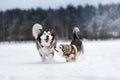 Two dogs breed Alaskan Malamute walking in winter Royalty Free Stock Photo