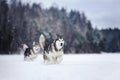 Two dogs breed Alaskan Malamute walking in winter Royalty Free Stock Photo