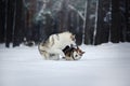 Two dogs breed Alaskan Malamute walking in winter Royalty Free Stock Photo