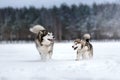 Two dogs breed Alaskan Malamute walking in winter Royalty Free Stock Photo