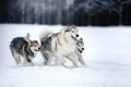 Two dogs breed Alaskan Malamute walking in winter Royalty Free Stock Photo