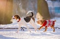 Two dogs of breed beagle and cocker spaniel running through the snow to the camera in the park in winter Royalty Free Stock Photo