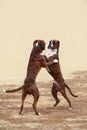 Two dogs of breed boxer Royalty Free Stock Photo