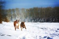 Two dogs of breed boxer fun run in the winter in nature, Royalty Free Stock Photo