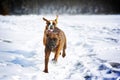 Two dogs of breed boxer fun run in the winter in nature, Royalty Free Stock Photo