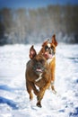 Two dogs of breed boxer fun run in the winter in nature, Royalty Free Stock Photo