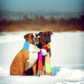 Two dogs of breed boxer sitting in the winter on snow, associate Royalty Free Stock Photo